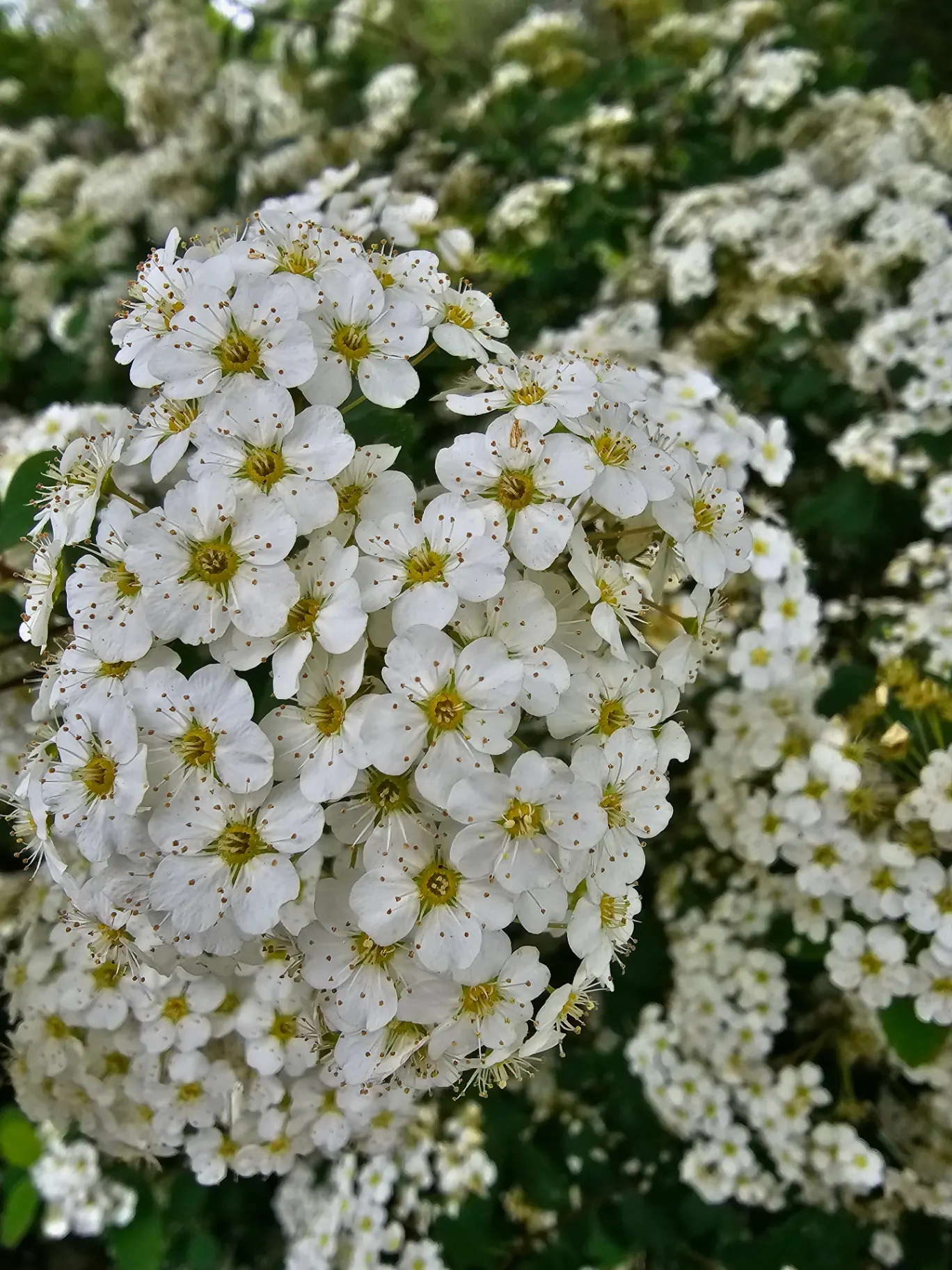 Spirea blossoms cascading over a Hudson Valley stone wall