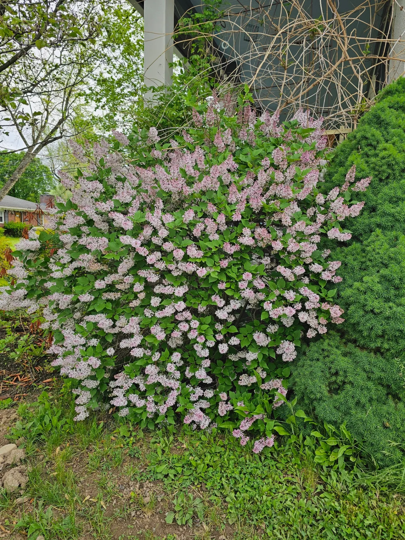 Lilacs in full May bloom in the Hudson Valley