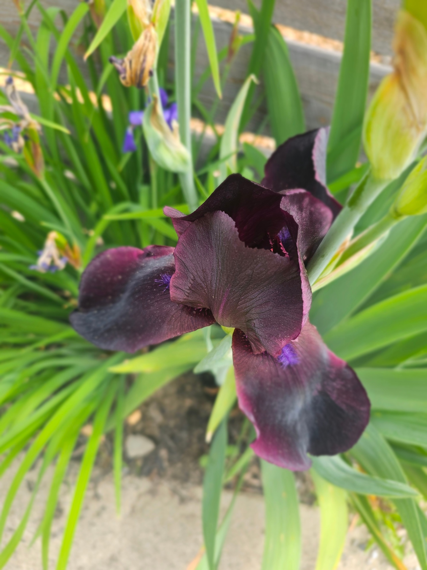 Close-up of a Black Dragon iris bloom, dark purple-black petals catching the light.