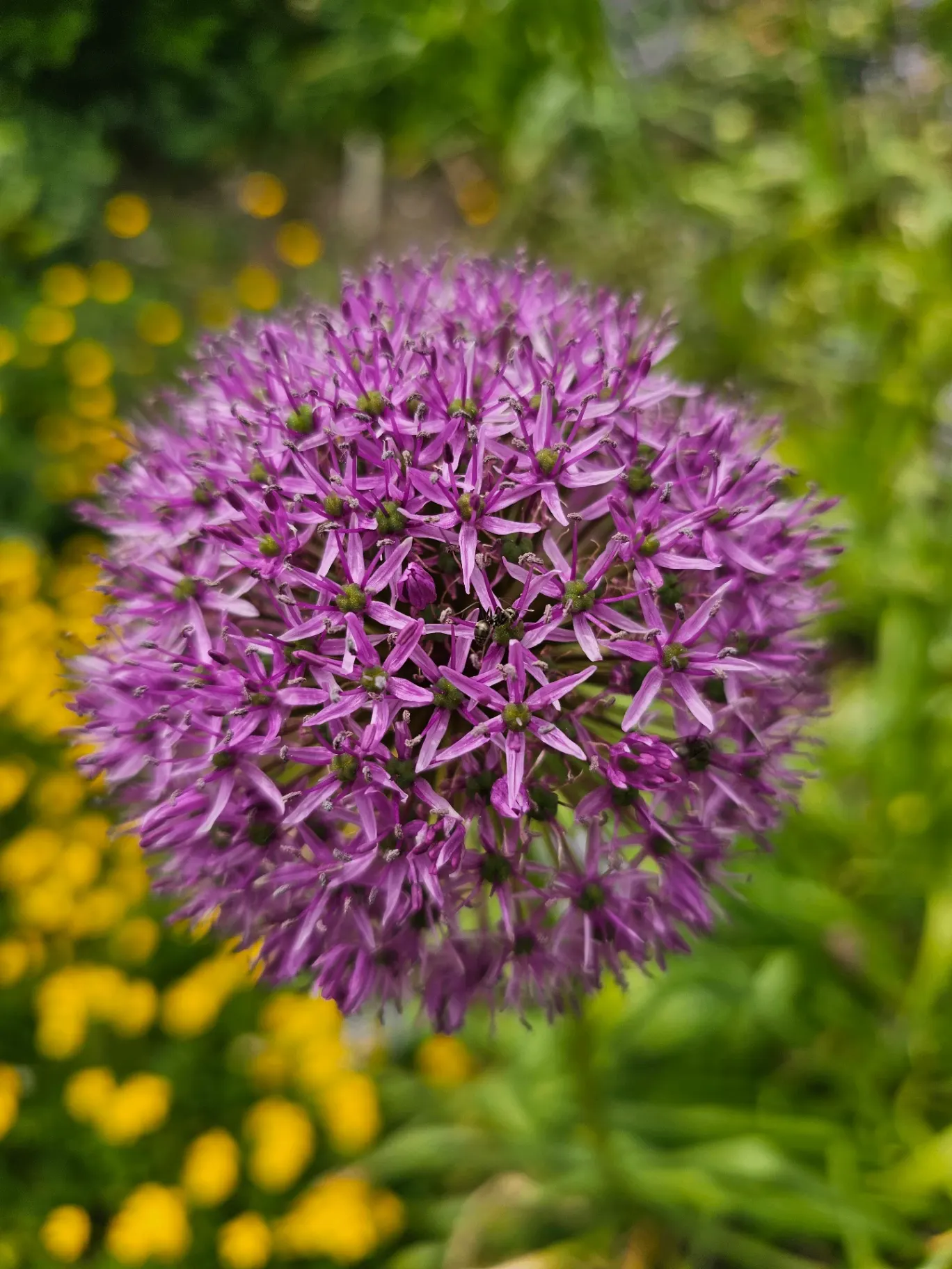 Allium globe in full purple bloom in a Hudson Valley garden