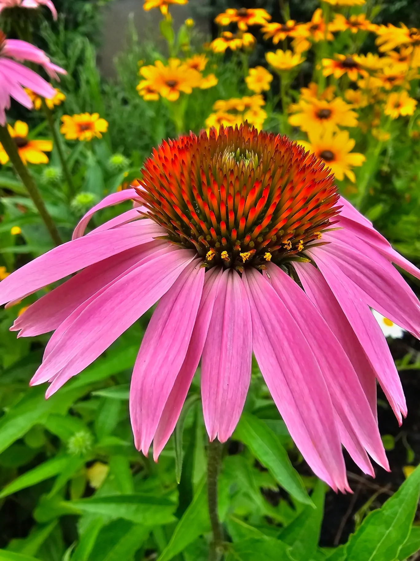 Pink coneflower among black-eyed Susans in late summer