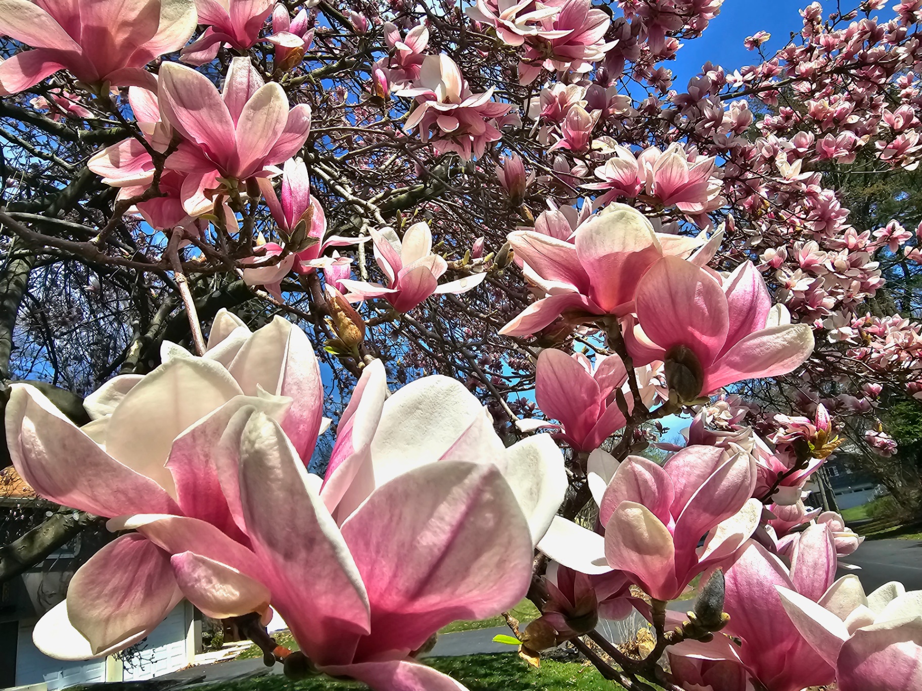 A magnolia tree in full bloom in the Hudson Valley