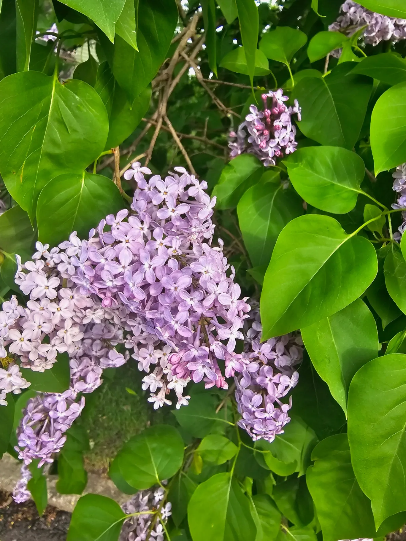 The Annual May Debate: Lilacs vs. Lily of the Valley