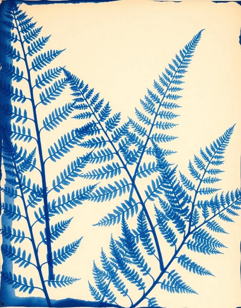 Fern Cyanotype, Framed